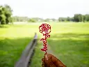 Red Rose with "Love"
